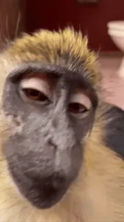 ๐ monkey, animal, close-up, wildlife, mammal telegram sticker