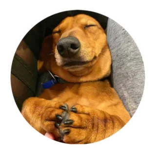 😊 dog, dachshund, sleeping, pet, animal, cute whatsapp sticker
