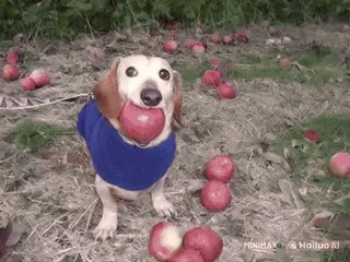 🌟 狗, 苹果, 动物, 可爱, 腊肠犬, 水果, 宠物 telegram sticker