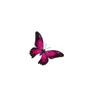 🦋 vlinder, roze, vleugels, insect, natuur telegram sticker
