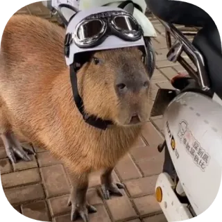 🏍 capybara telegram sticker