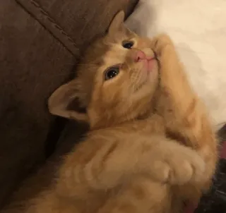 💓 кот, котенок, рыжий полосатый кот, милый, домашнее животное, животное, домашняя кошка whatsapp sticker