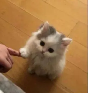 🥺 Katze, Kätzchen, süß, Tier, Haustier, Haustier, flauschig, klein whatsapp sticker
