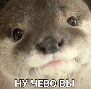 🤔 НУ ЧЕВО ВЫ otter, animal, cute, meme, russian, text telegram sticker