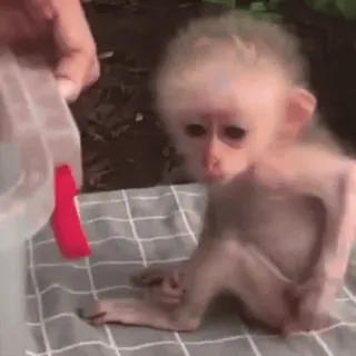 😕 mono, mono bebé, animal, lindo, primate telegram sticker