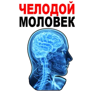 😂 ЧЕЛОДОЙ
МОЛОВЕК brain, anatomy, head, russian, human telegram sticker