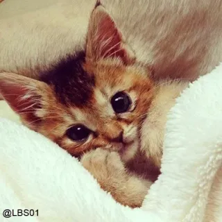 🙁 @LBS01 gato, gatito, lindo, animal, mascota, manta, acogedor whatsapp sticker