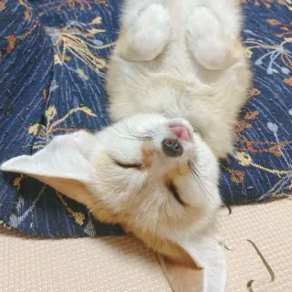 🦊 whatsapp sticker