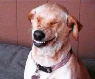 😂 Hund, lächelnd, lustig, Meme, Haustier, Tier, süß telegram sticker