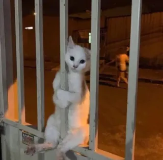 😞 cat, funny, animal, pet, white cat, fence, bars, cute whatsapp sticker