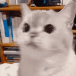 🚫 Katze, Tier, Haustier, Säugetier, Hauskatze, süß telegram sticker