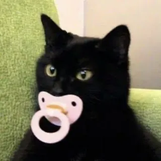 🐈‍⬛️ Katze, Schnuller, Baby, Kätzchen, Tier, schwarze Katze whatsapp sticker