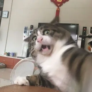 😆 cat, startled, surprised, animal, pet, funny, meme telegram sticker