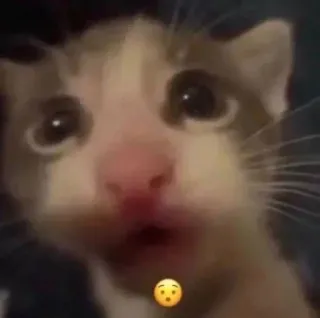 😯 Katze, geschockt, Meme, Tier, süß, lustig, Ausdruck telegram sticker