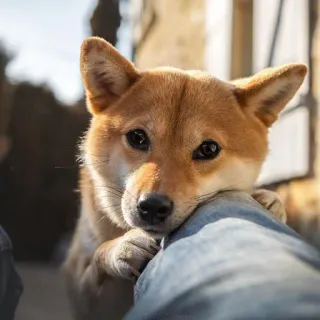😔 Hund, Shiba Inu, Welpe, süß, Tier, Haustier, Haustier, Freund telegram sticker