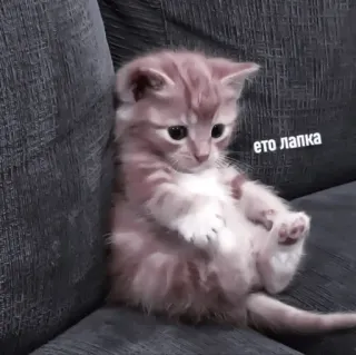 💗 это лапка котенок, кот, милый, животное, питомец, сидит telegram sticker