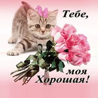 🌷 Тебе, моя Хорошая! cat, kitten, flowers, bouquet, pink, greeting, cute, pretty telegram sticker