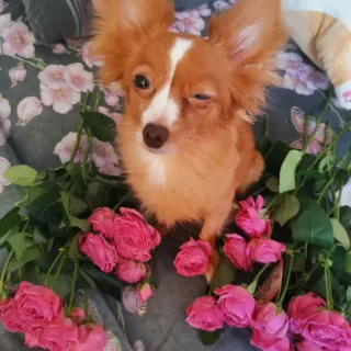 😉 собака, розы, цветы, домашнее животное, животное, милый, чихуахуа, портрет telegram sticker
