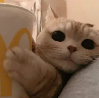😻 gato, fofo, animal, animal de estimação, McDonald's, bebida telegram sticker