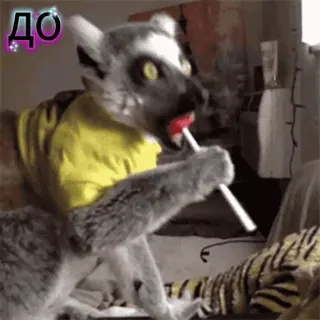 🤣 lemur ДО ФА МИН lemur, lollipop, candy, animal, cute, meme, funny, sticker telegram sticker