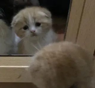 😔 котёнок, кот, отражение, зеркало, милый, животное telegram sticker