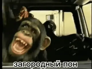 👽 загородный пон monyet, kera, menyetir, binatang, meme telegram sticker