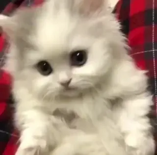 😕 кот, котенок, милый, животное, питомец, пушистый telegram sticker