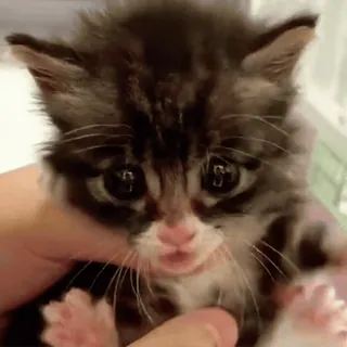 😾 mèo con, mèo, dễ thương, động vật, thú cưng telegram sticker