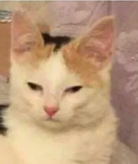 😢 gatto, animale, animale domestico, meme, divertente, animale domestico telegram sticker