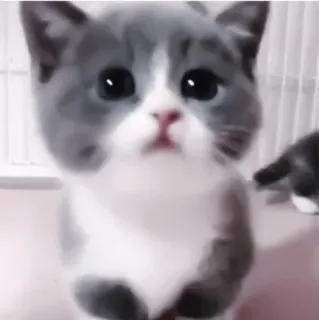 💗 кот, котенок, животное, милый, домашнее животное, домашняя кошка, серый кот, белый кот telegram sticker