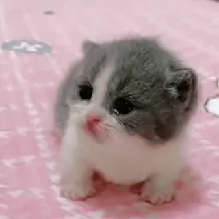 🐈 kitten, cute, cat, animal, pet, baby cat telegram sticker
