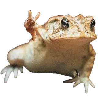 ❤️ rã, dedo do meio, ofensivo, animal, gesto whatsapp sticker