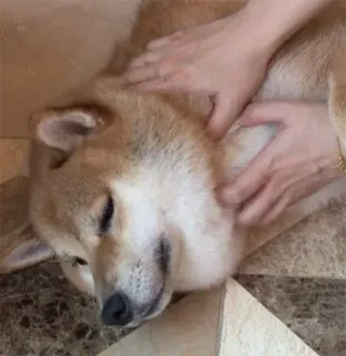 ✊ chien, shiba inu, massage, animal de compagnie, animal, détente, soin telegram sticker