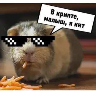 😎 В крипте, малыш, я кит whatsapp sticker