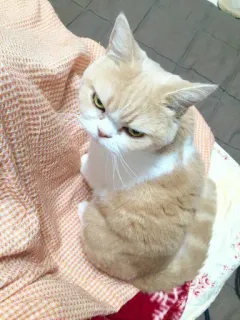 🤬 gatto, arrabbiato, felino, animale domestico, animale telegram sticker