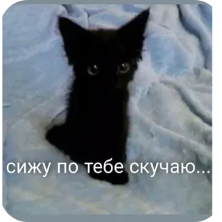 🐱 сижу по тебе скучаю... whatsapp sticker