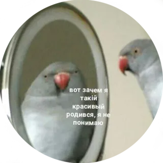 😉 вот зачем я такий красивый родился, я не понимаю papegaai, spiegel, vogel, reflectie telegram sticker