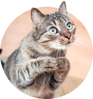 🙏 cat, animal, pet, cute, tabby, domestic cat telegram sticker