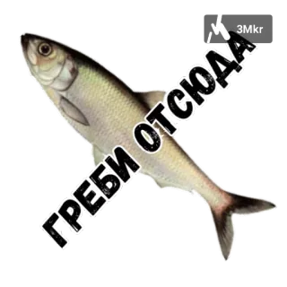 🐬 ГРЕБИ ОТСЮДА fish, animal, cyrillic telegram sticker