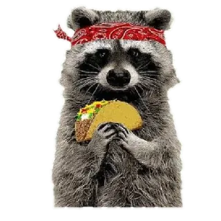 🌮 Waschbär, Taco, Bandana, Tier, Essen, Süß telegram sticker
