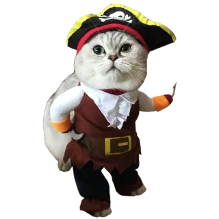 😼 cat, pirate, animal, pet, funny, costume telegram sticker