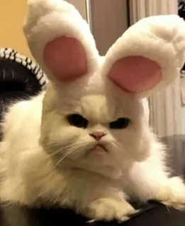 😡 Katze, Hase, wütend, Haustier, Tier, Ohren, lustig telegram sticker
