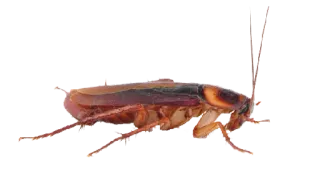 🤬 cockroach, insect, pest, creepy, brown, animal whatsapp sticker