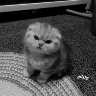 🕸 ipishy 猫, 小猫, 可爱, 宠物, 动物, 蓬松 telegram sticker