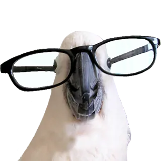 👓 bird, cockatoo, glasses, animal, smart, nerd, funny telegram sticker