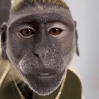 😀 macaco, animal, rosto, primata, símios whatsapp sticker