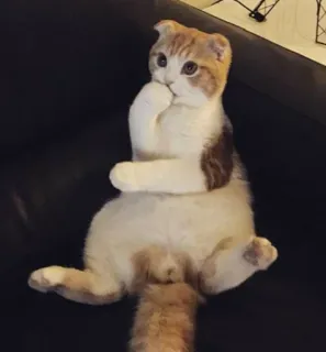 😬 Katze, Tier, süß, Haustier, Katzenartig, häuslich, Säugetier telegram sticker