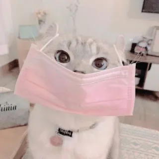 🐱 kucing, masker, pelindung, imut, covid, hewan, anak kucing whatsapp sticker