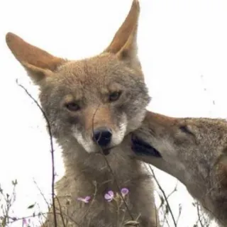 😘 coyote, wildlife, animals, nature, mammal telegram sticker