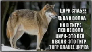 😶 ЦИРК СЛАБЕЕ
ЛЬВА И ВОЛКА
НО В ТИГРЕ
ЛЕВ НЕ ВОЛК
ЦИРК-ЭТО ЛЕВ
А ВОЛК-ЭТО ТИГР
ТИГР СЛАБЕЕ ЦИРКА Wolf, Tiger, Löwe, Zirkus, Tiere telegram sticker